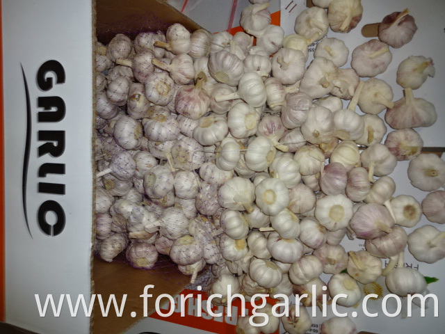 Sale Fresh Garlic